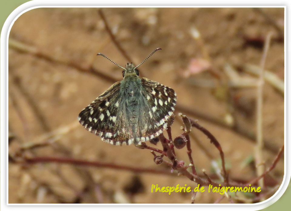 l'hespérie de l'aigremoine