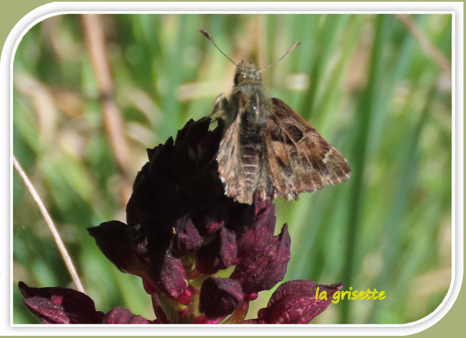 la grisette