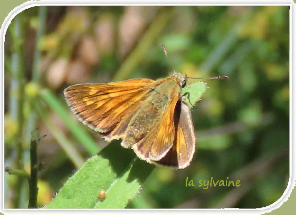la sylvaine