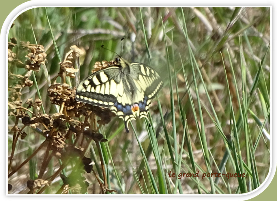 le grand porte-queue