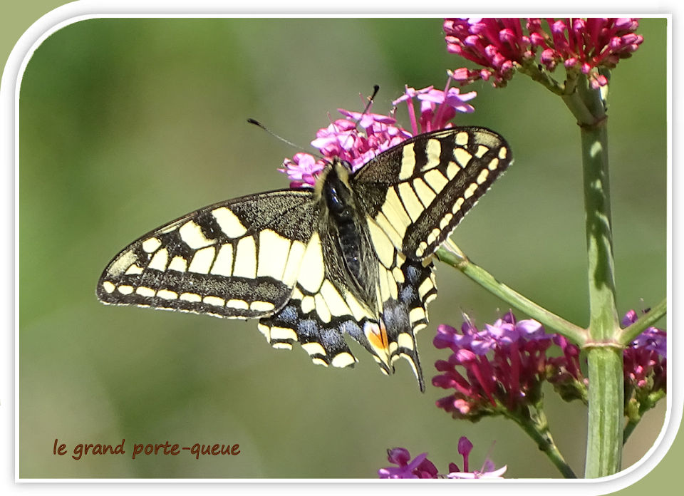 le grand porte-queue