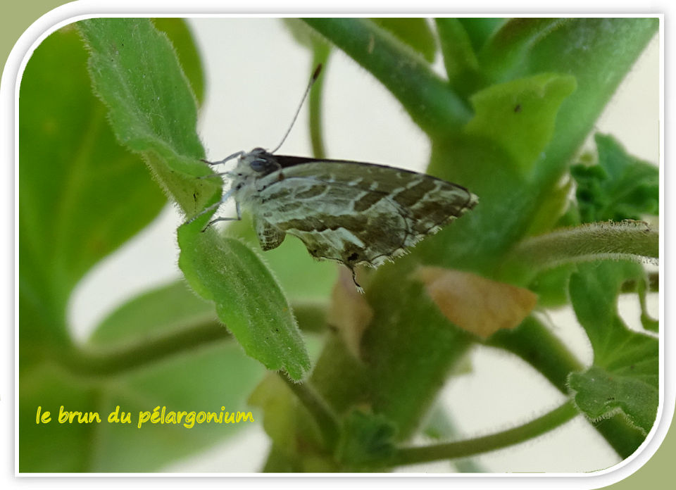 le brun du pélargonium