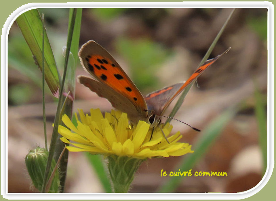 le cuivré commun 