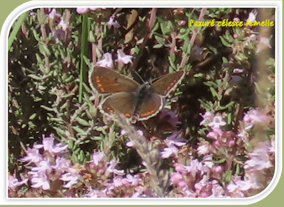 l'azuré céleste femelle