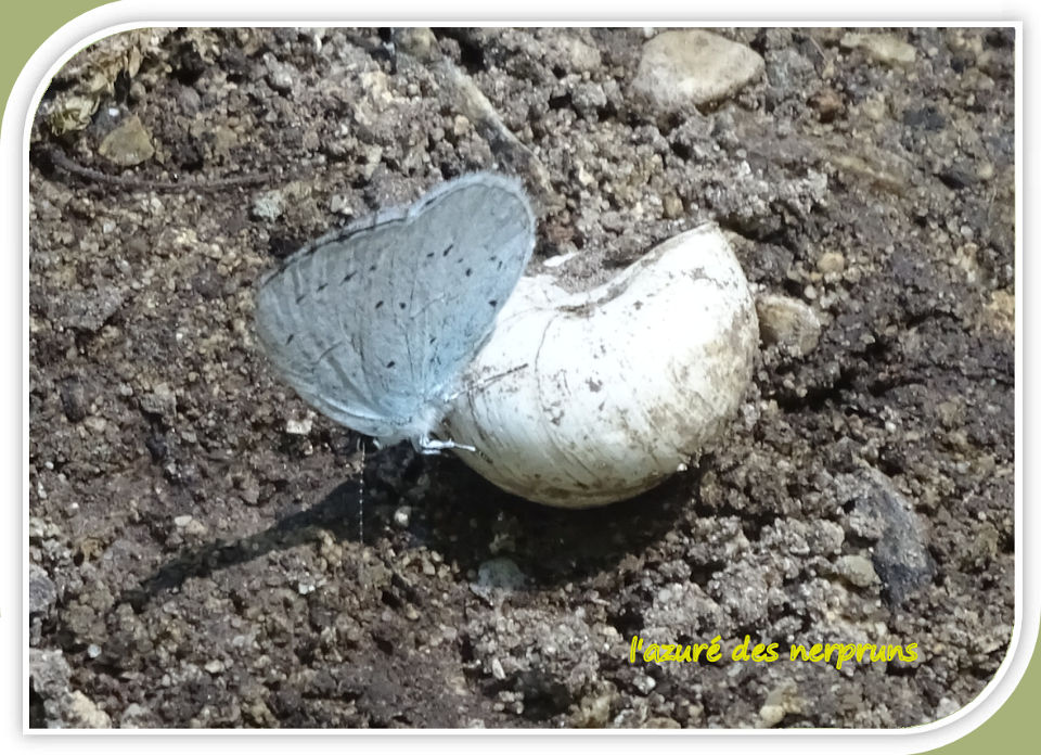 l'azuré des nerpruns