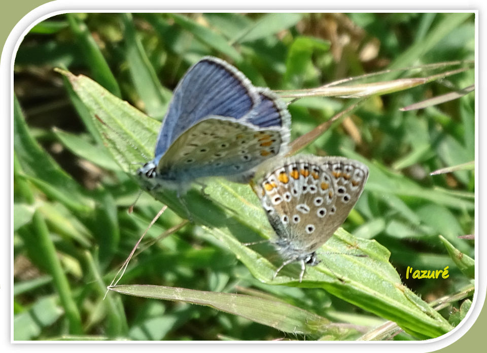 l'azuré