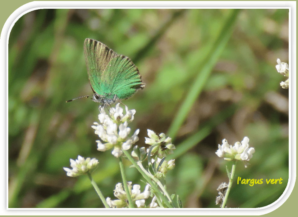 l'argus vert
