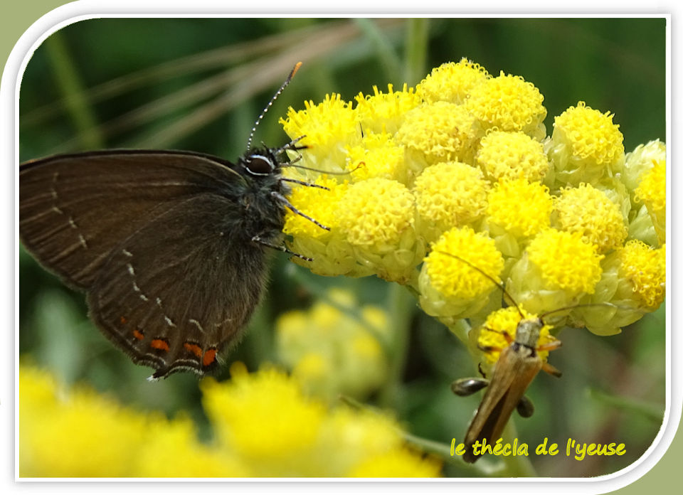 le thécla de l'Yeuse