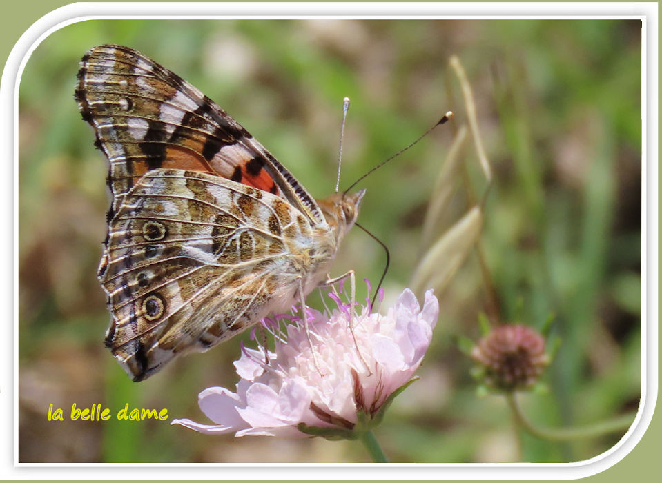 la belle dame