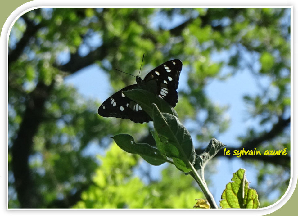 le sylvain azuré
