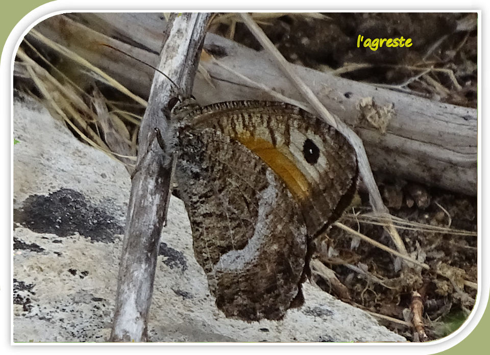 l'agreste