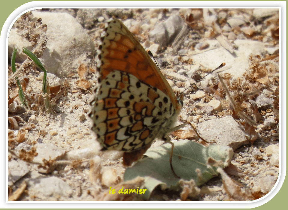 le damier
