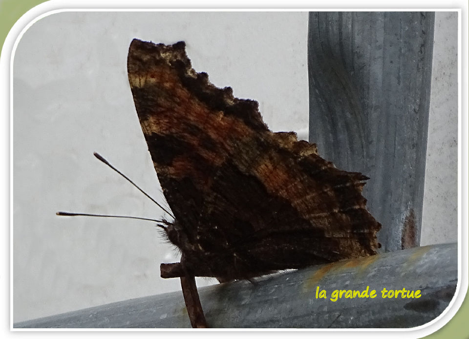 la grande tortue