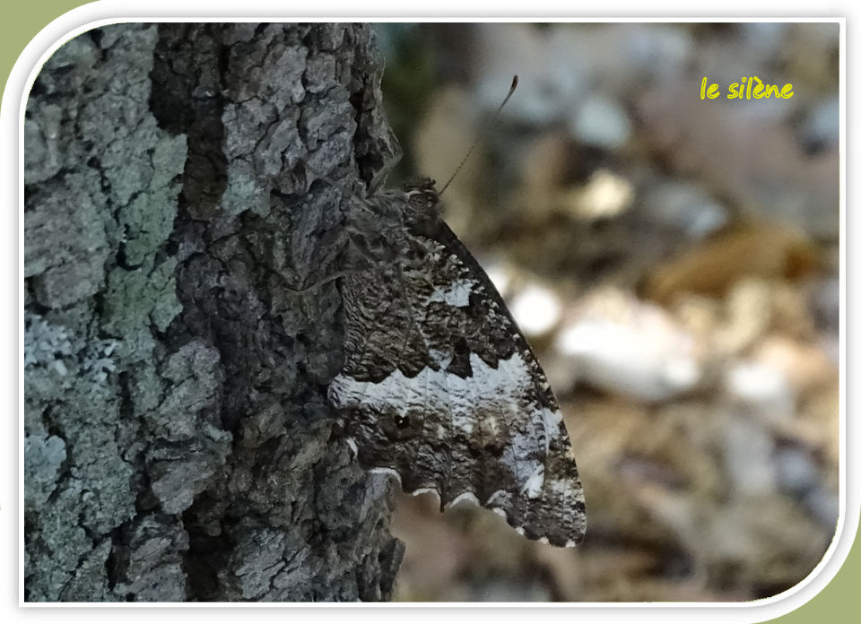 le silène