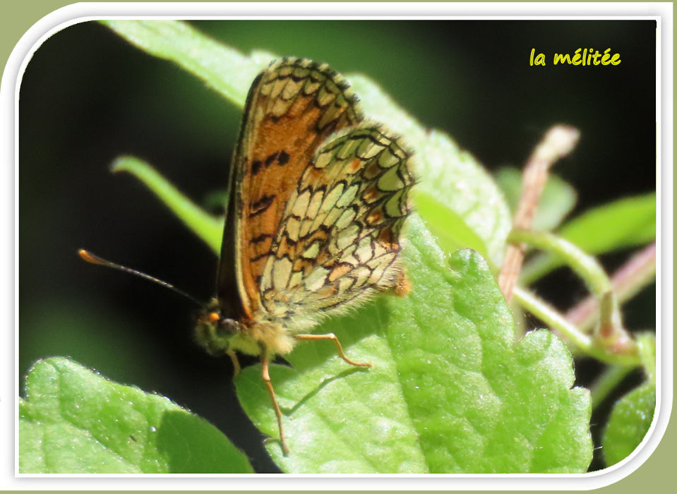 la mélitée