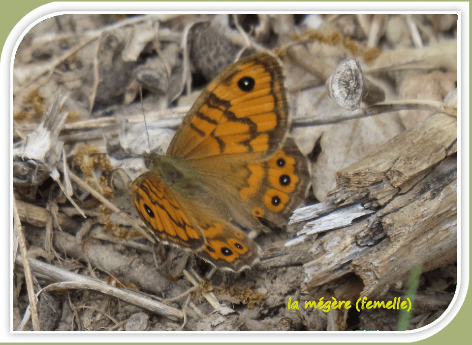 la mégère (femelle)