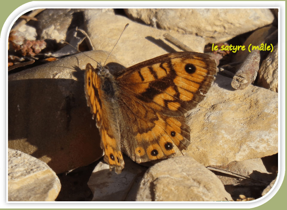 le satyre mâle