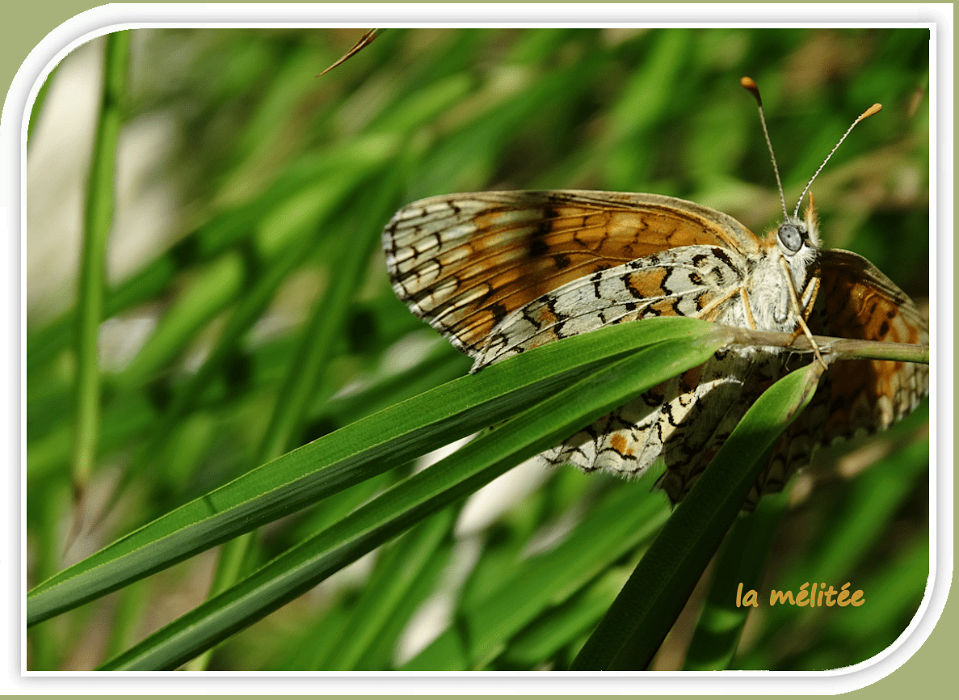 la mélitée