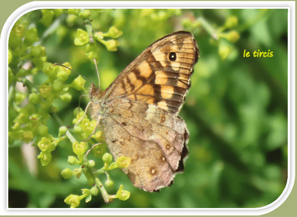 le tircis