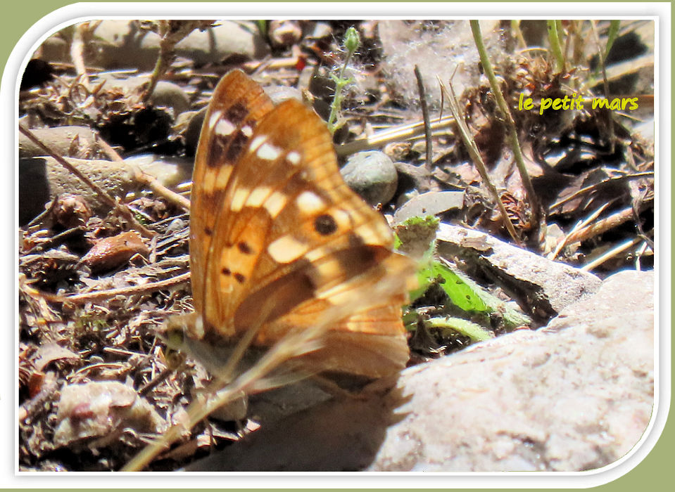 le petit mars