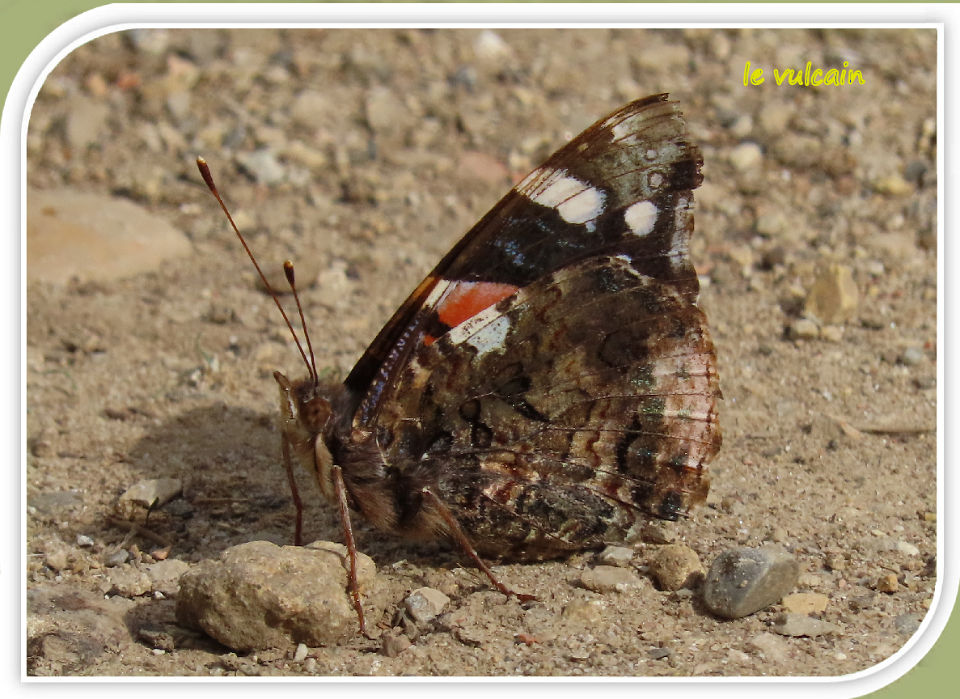 le vulcain