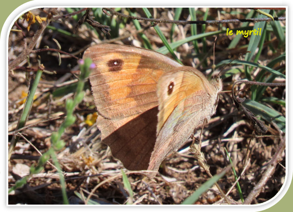 le myrtil
