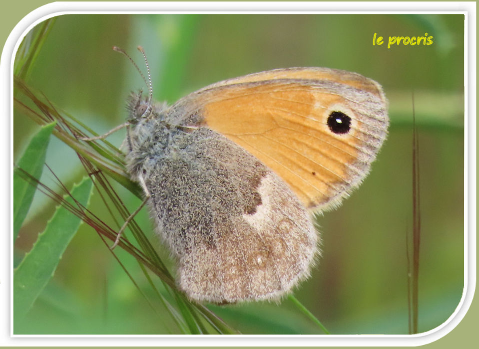 le procris