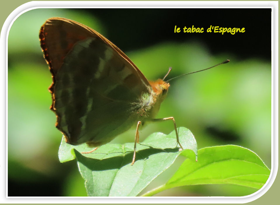 le tabac d'Espagne