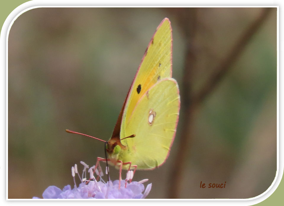 le souci