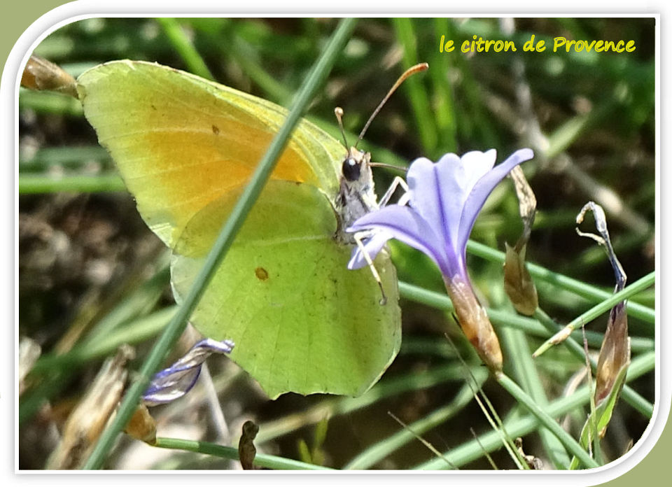 le citron de Provence