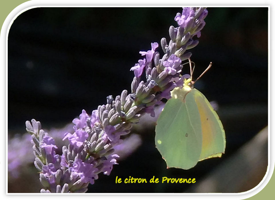 le citron de Provence