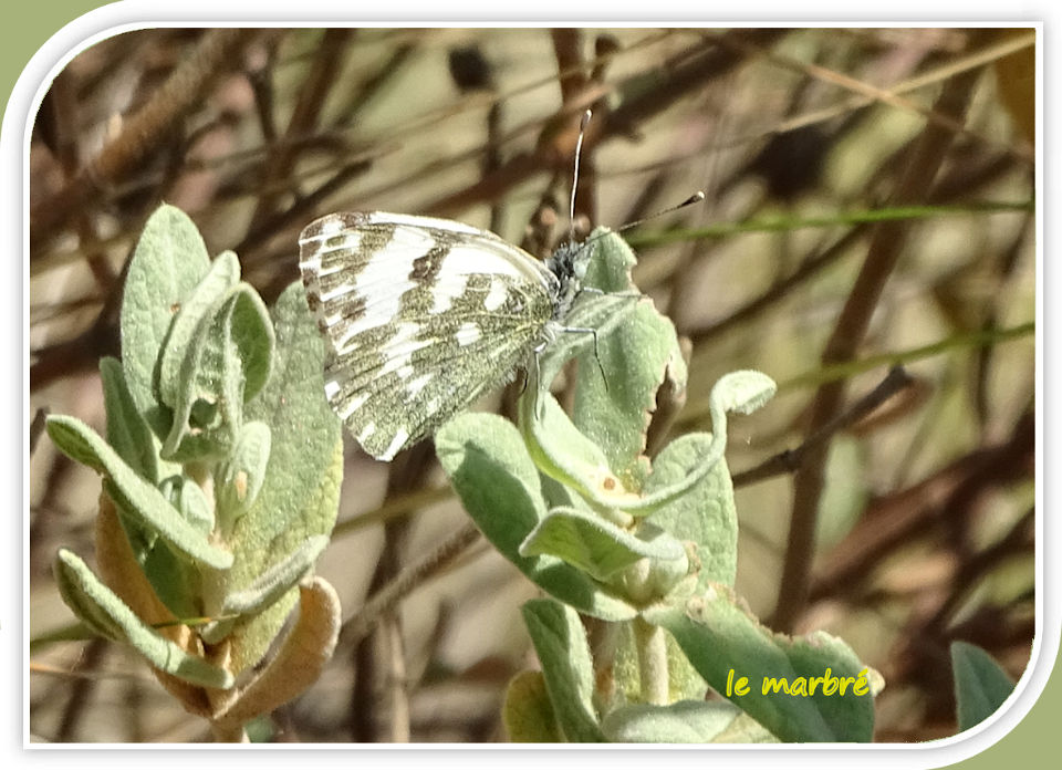 le marbré