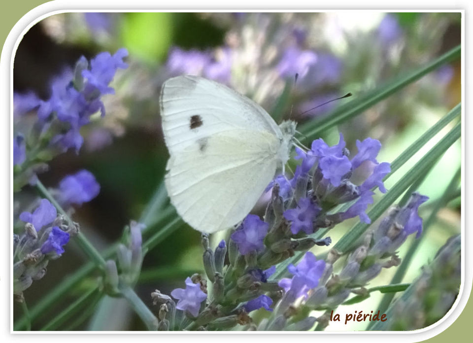 la piéride