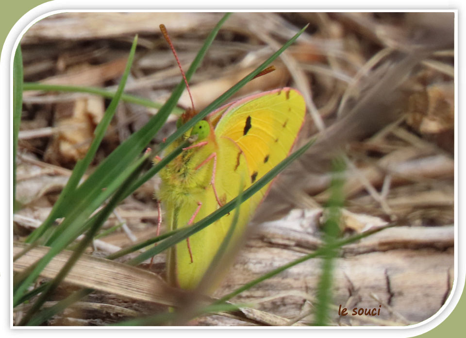 le souci